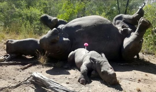 小犀牛为了保护妈妈的尸体 被盗猎者用刀砍成重伤