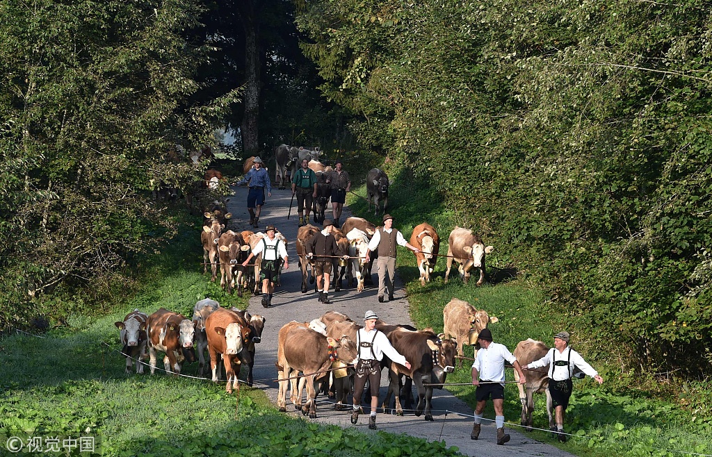 德国＂赶牛下山节＂ 浩荡牛群场面壮观