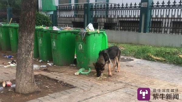 警犬放风时翻垃圾被救助 救助夫妻涉盗窃被取保候审