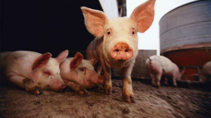 三部门：非洲猪瘟防控形势严峻 疫情在17省份发生