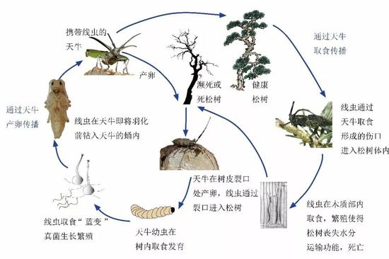 松材线虫的危害方式。图片来源：宁波出入境检验检疫技术中心