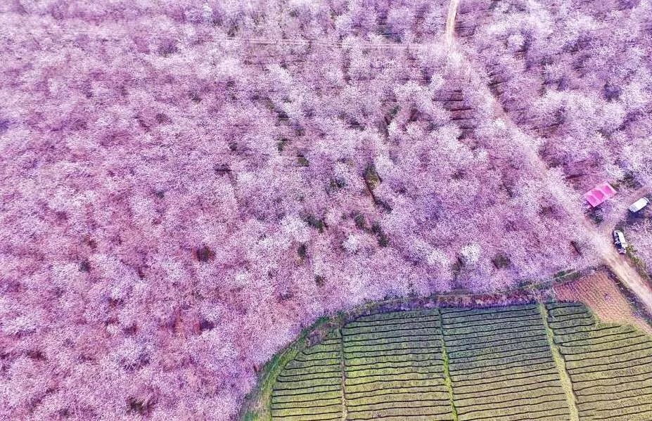 全球最大樱花基地就藏在国内!万亩花海通到湖 机票2折