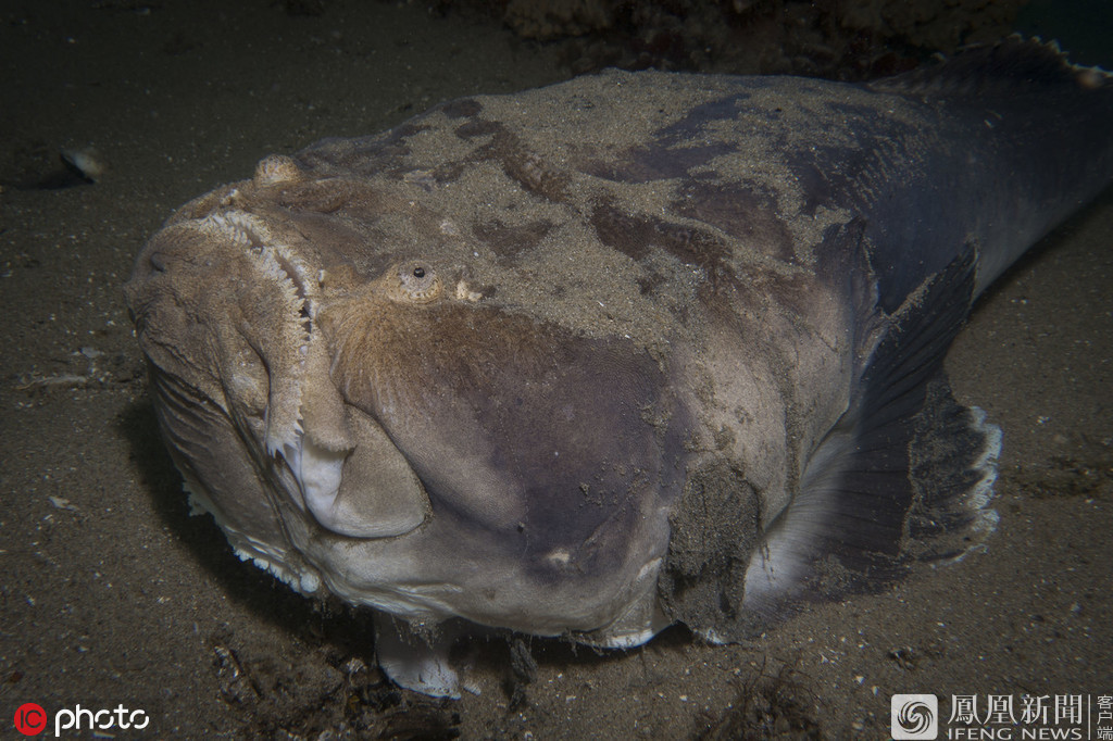 深海中的一幕：瞻星鱼极其凶猛又充满心机的画面