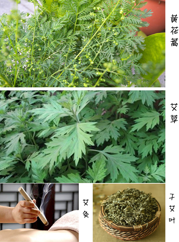 炸金花棋牌游戏平台:只吃粽子不算过节,艾草也要上头条