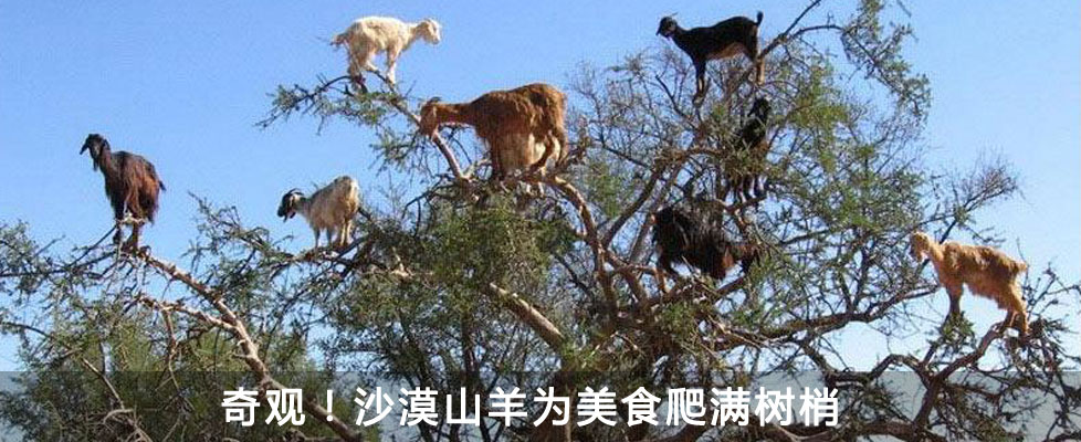奇观！沙漠山羊为美食爬满树梢