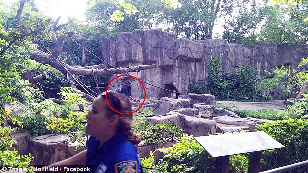 因 男童爬进围栏  濒危大猩猩被射杀