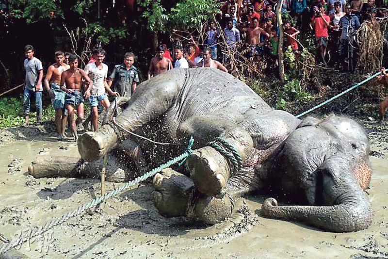 印度大象被洪水冲出国 漂流1000公里在孟加拉获救