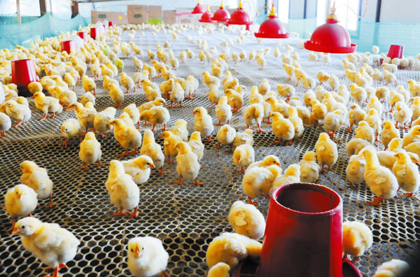 中国对美国肉鸡再征五年反补贴税 贸易鸡战继