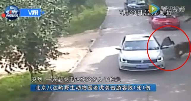 7·23北京八达岭野生动物园老虎伤人事件后续结果怎样