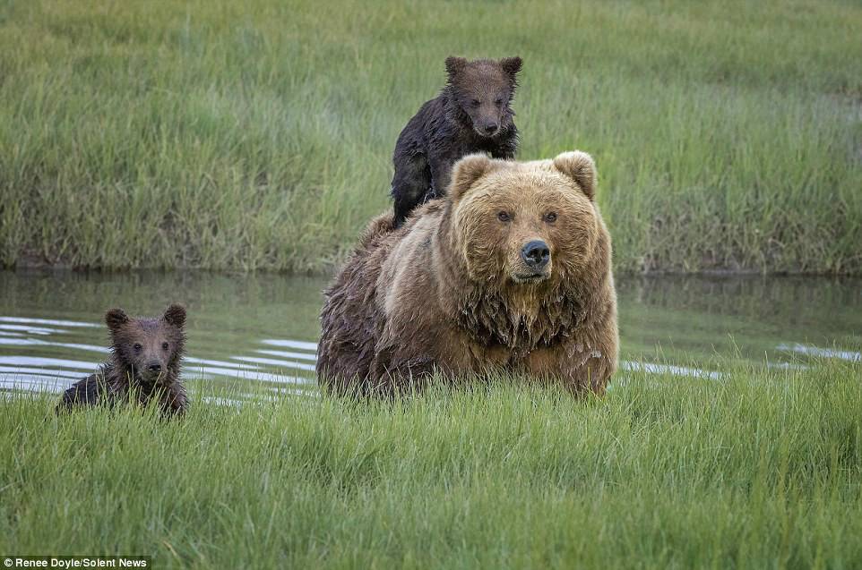 暖心！小熊怕水，慈爱熊妈妈背它过河(组图)