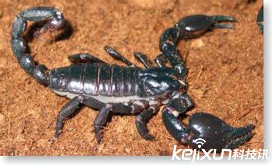 5沙漠毒尾——巴勒斯坦毒蝎 地球上毒性最强的蝎子——巴勒斯坦毒蝎