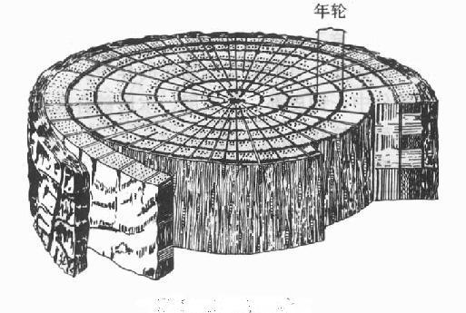 锯开一棵大树,你会看见树墩上有两层木质部形成同心轮纹,根据轮纹,可