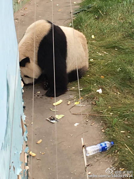 它可能是世界上最惨的熊猫 - 梅思特 - 你拥有很多,而我,只有你。。。 它可能是世界上最惨的熊猫 - 梅思特 - 你拥有很多,而我,只有你。。。