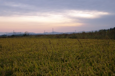 稻田的夕阳