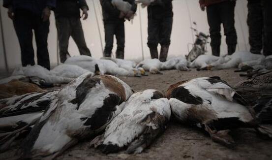 内蒙古数百只天鹅死亡 初步认定为偷猎投毒所致