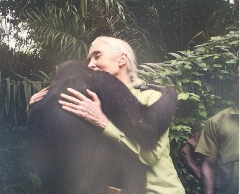 野外与黑猩猩生活38年 是她发现黑猩猩会用工具