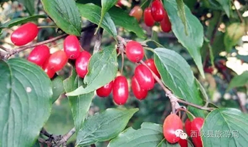 山茱萸的功效与作用