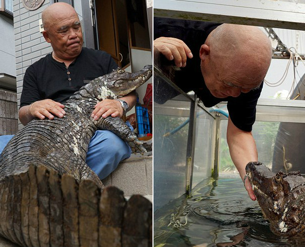 65岁男子用34年将鳄鱼养到2米长 靠刷牙培养感情