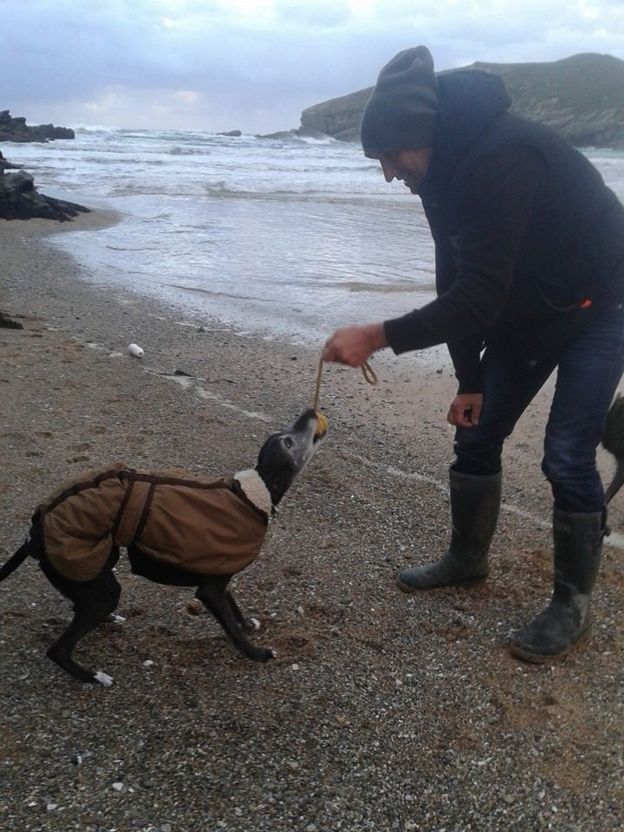 临终狗狗的最后一次沙滩之旅 收获了最温暖的陪伴