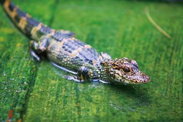 安徽:3男子棒杀扬子鳄 微信直播破肚剥皮获刑