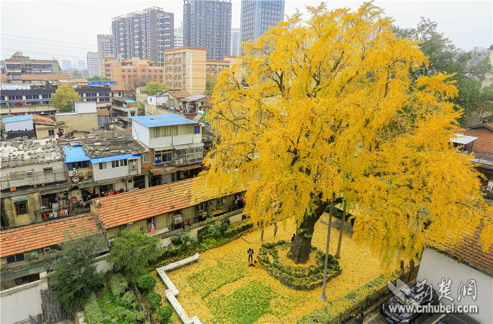 组图:武汉540年"汉阳树"落叶似金毯