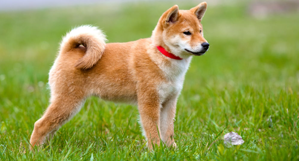 俄媒：日本拟再赠送普京一只秋田犬