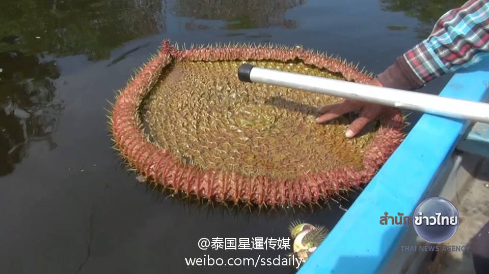 泰国能站人的巨型荷叶池又开放了! (高清组图)