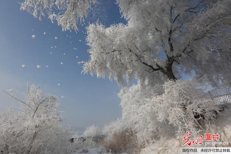 吉林现雾凇美景