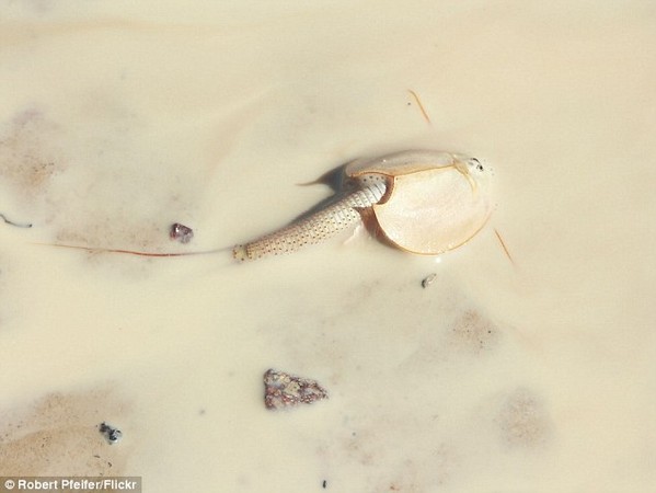 澳大利亚现史前动物“盾虾”神似“异形”(图)