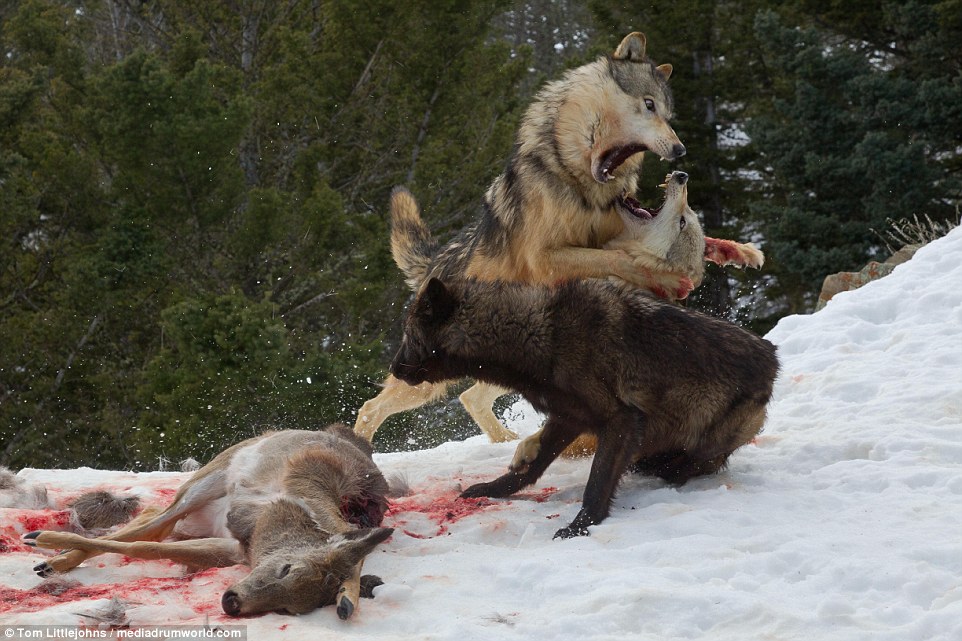 1.9米大灰熊为抢猎物大战狼群 雪地变血地！
