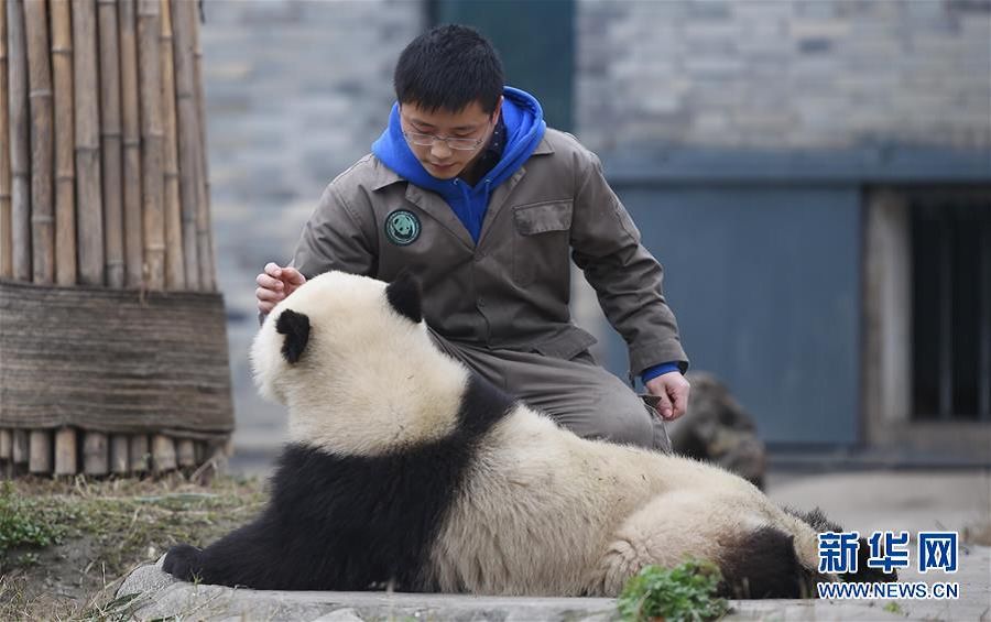 饲养员熊爸熊妈与大熊猫一起过大年