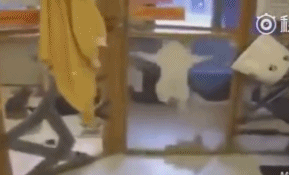 有个主银出去旅行,然后他便把喵星人寄养在宠物酒店,当他去完旅行去