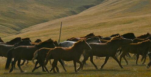 蒙古国民捐款助国家还债 有人捐首饰、马匹