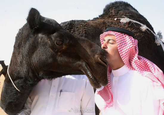 沙特：骆驼也选美 奖金超两亿