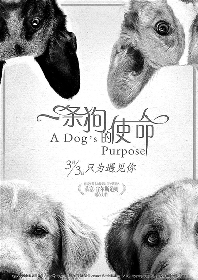 导演霍尔斯道姆谈《一条狗的使命》：教我们活在当下