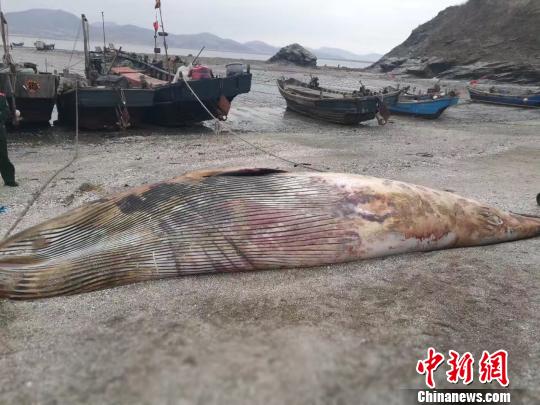 大连庄河发现一条7米长鲸鱼死亡 将解剖用作科研