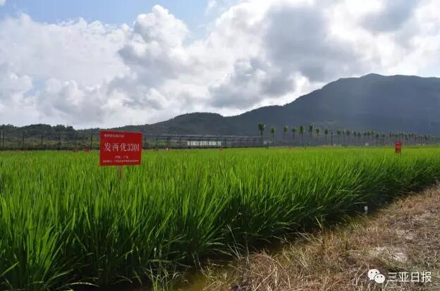 首届中国(三亚)国际水稻论坛4月11日开幕!近500个水稻品种整装待检