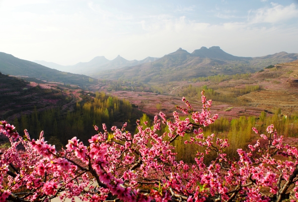 山东蒙阴:崮乡桃花别样红