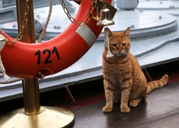 俄国海军招募了一名猫水手 杀伤力惊人