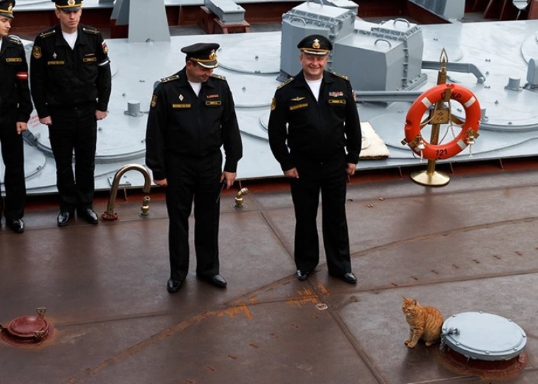 俄国海军招募了一名猫水手 杀伤力惊人_凤凰资