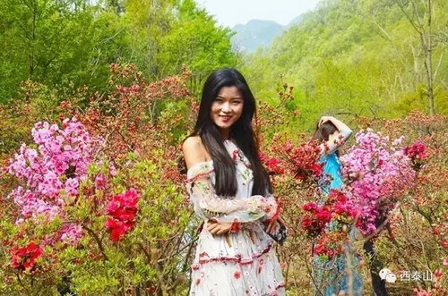 杜鹃姹紫嫣红引爆醉美汝阳"五一"小长假
