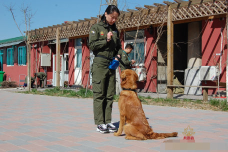参加训犬师培训,犬语者低门槛创业机不可失