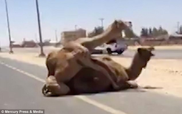 迪拜：两头骆驼在高速路上啪啪啪 引发大堵车