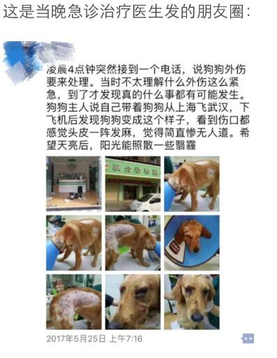 金毛犬托运中跑出笼 被机场工作人员打得惨不忍睹