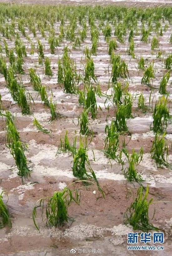 甘肃多地出现强对流天气 农作物受灾面积超万亩