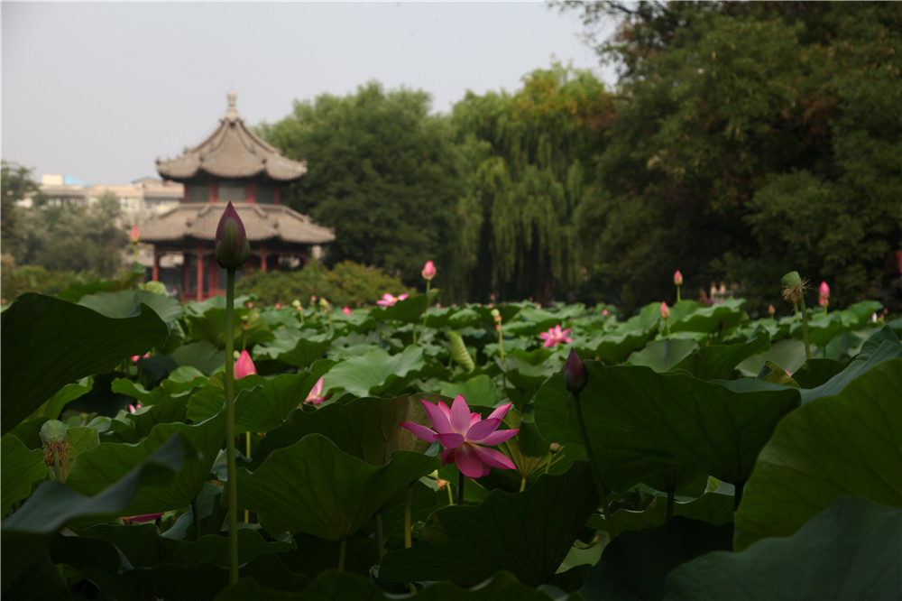 保定古莲花池