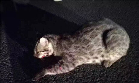 陕西夜狸猫事件真相解密,陕西夜狸猫图片
