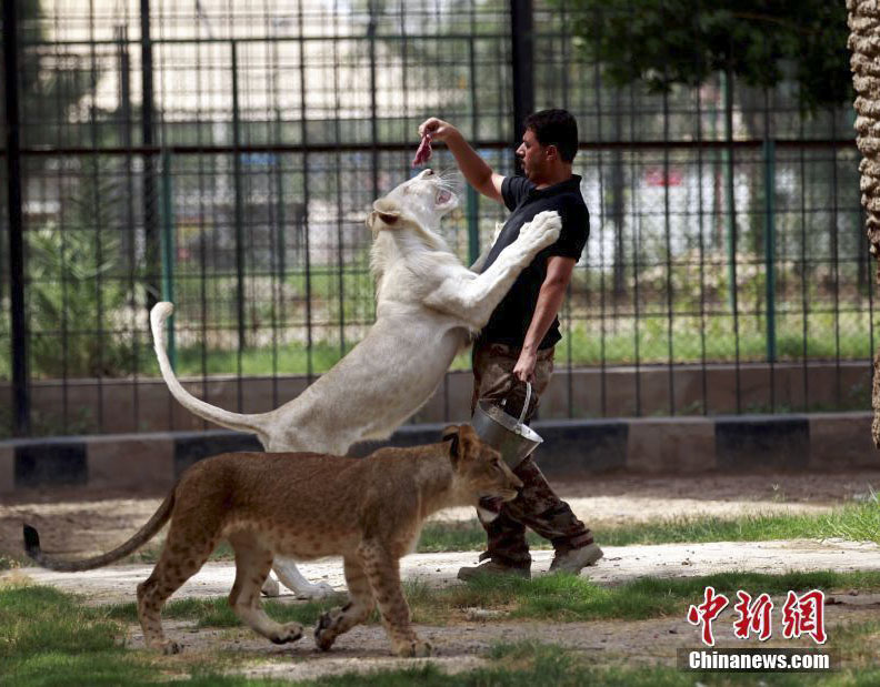 伊拉克饲养员与罕见白狮亲密无间 全球不过百只