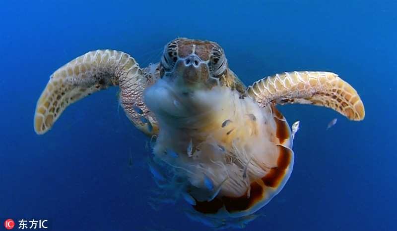 2017年6月27日报道,一位海洋生物学家拍摄到一组罕见画面,画面中一头
