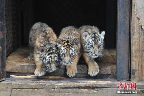 全球罕见 云南野生动物园东北虎哺育成活7胞胎
